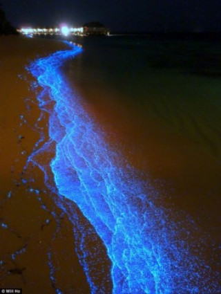 Bãi biển rực sáng vì sinh vật phù du phát quang