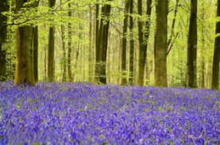 Lạc vào rừng hoa chuông thơ mộng ở Anh