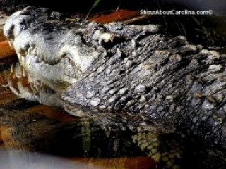 Loài cá sấu dài bằng toa tàu, nặng chục tấn