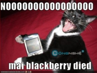 Mình là gà, mình có mua BlackBerry nữa không?