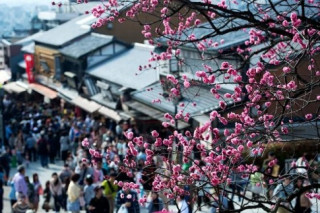Bộ ảnh mùa hoa anh đào nở rực rỡ đẹp nao lòng người tại Nhật Bản