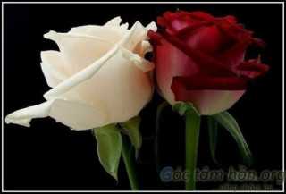 Hoa hồng trắng và hoa hồng đỏ