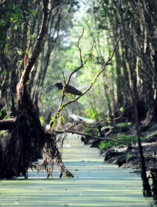 Khám phá rừng Tràm, vẻ đẹp của U Minh Thượng