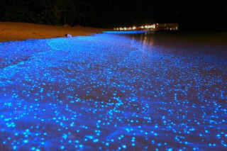 Ngắm “biển sao” ở Maldives