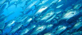 5 loài cá dễ bị nhiễm độc và 5 loài cá nên ăn thay