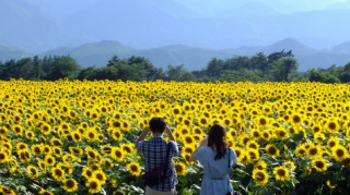 Nhật Bản rực rỡ mùa hoa hướng dương
