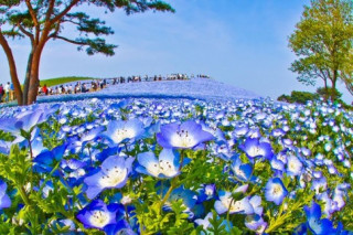 Vẻ đẹp mê hoặc của ‘cánh đồng hoa’ Nemophila ở Nhật