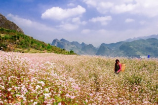 Cao nguyên đá mùa hoa nở