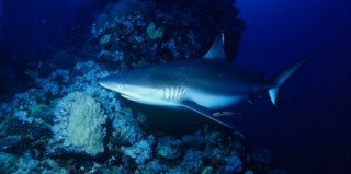 Lạ lùng cá mập quý hiếm “sợ” người tới mức đau tim mà chết