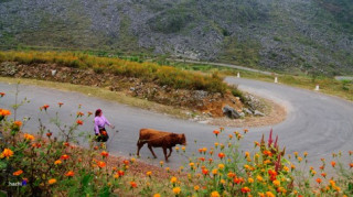 Những sắc hoa rực rỡ trên cao nguyên đá Hà Giang