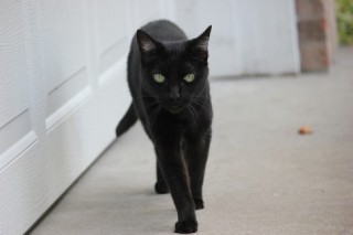 Vì sao mèo đen mang lại điềm xui xẻo?