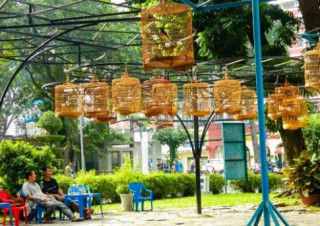 Cà phê chim Tao Đàn, thú vui tao nhã của người Sài Gòn
