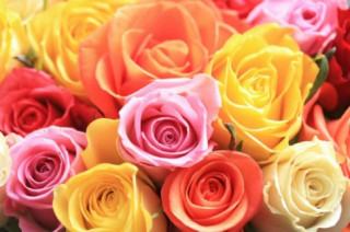 Hành trình của hoa hồng Ecuador cho ngày Valentine