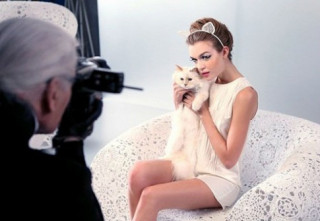 Mèo Choupette của Karl Lagerfeld kiếm tiền giỏi như siêu mẫu