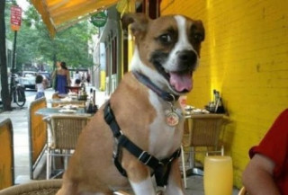 New York cho phép chó ăn tại nhà hàng