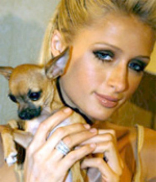 Paris Hilton thiết kế vòng cổ cho chó