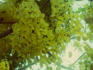 Mùa hoa bò cạp rực rỡ sắc vàng ở Sài Gòn