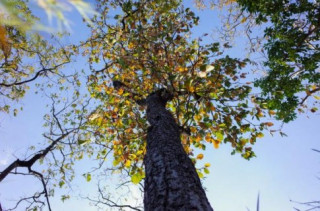 Rừng khộp Tây nguyên mùa thay lá trong vườn quốc gia Yok Đôn