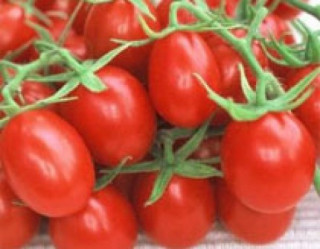 Làm nước sốt cà chua để dùng dần thế nào?
