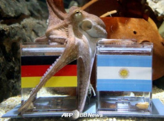 Bạch tuộc dự đoán Đức vô địch World Cup 2014