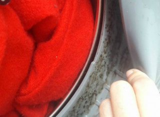 Cửa máy giặt lên mốc, mọc rêu là vì sao?