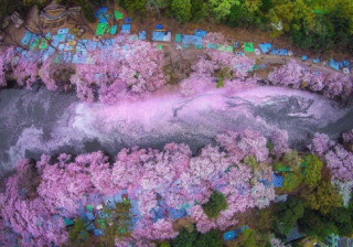 Sông hoa anh đào đẹp nghẹt thở ở Tokyo