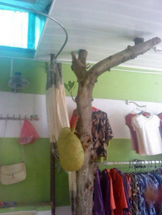 Việt Nam: Cây mít ra quả giữa cửa hàng thời trang