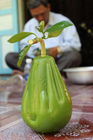 10 loại cây, quả “độc” đình đám nhất năm 2014