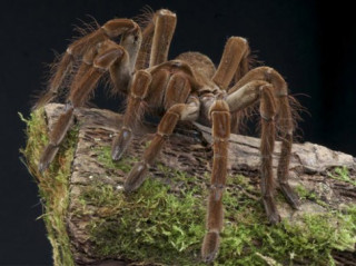 5 cách tự nhiên đuổi nhện ra khỏi nhà