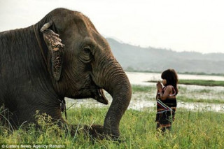 Bé gái Việt 6 tuổi huấn luyện voi lên báo Anh