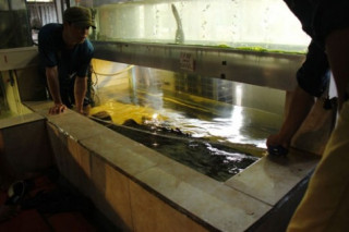 Cá mú nghệ siêu khủng, dài 1m6 bơi lượn ở Sài Gòn