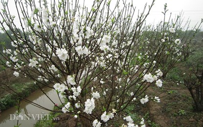 Hoa đào trắng tinh khiết sẽ xuất hiện tại chợ hoa Thủ đô