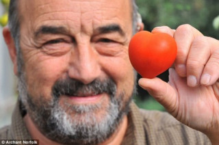 Khi những người đàn ông trồng cà chua ngọt ngào