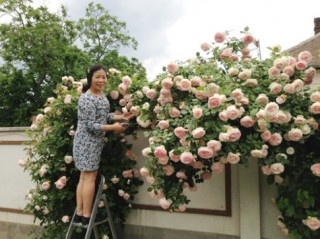 Khu vườn đầy hoa và nắng của người phụ nữ Huế ở Hungary