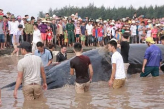 Lý giải nguyên nhân cá voi hơn 10 tấn mắc cạn ở Nghệ An