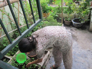 Người mẹ đảm đang trồng rau sạch chữa bệnh vặt cho cả nhà