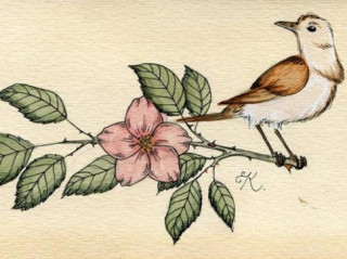 Truyện cổ tích: Chim sơn ca