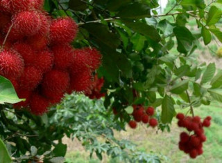 10 điểm picnic giá rẻ tại Đồng Nai (P2)