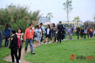 Cận cảnh vườn hoa tam giác mạch giữa lòng Hà Nội