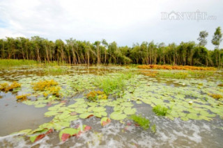 Đi săn cua đồng miền Tây mùa nước lũ