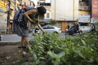 Gặp “nông dân phố” trồng rau dưới đường sắt trên cao