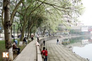 Hà Nội dịu ngọt trong sắc trắng hoa sưa