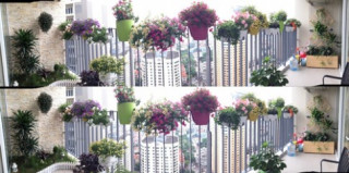 Hà Nội: Vườn ban công bảy sắc ở tầng cao hút gió