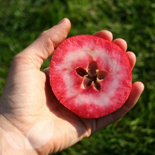 Ngắm táo ruột đỏ giòn ngọt có giá 860.000 một cây