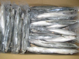 Phát hiện chất cực độc trong 30 tấn cá nục đông lạnh ở Quảng Trị