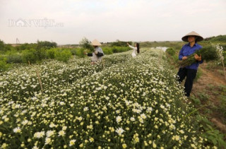 Trắng tinh khôi cúc họa mi trong chớm đông Hà Nội
