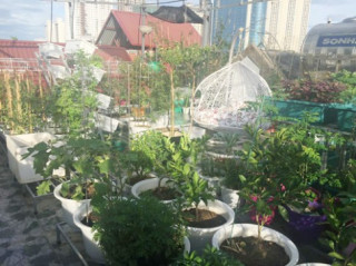 Vườn rau trái trên sân thượng 50 m2