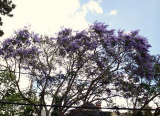 Đà Lạt bâng khuâng mùa phượng tím