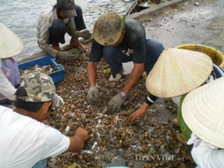 Ốc mỡ xào rau răm thơm lừng, ngon mê!