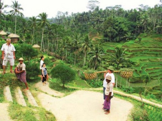 Cây xanh, đồng xanh ở Bali